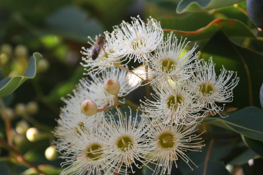 Эвкалипт миндалелистный