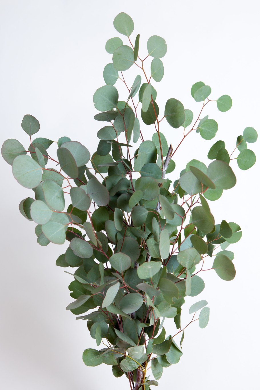 Эвкалипт Бриджеса