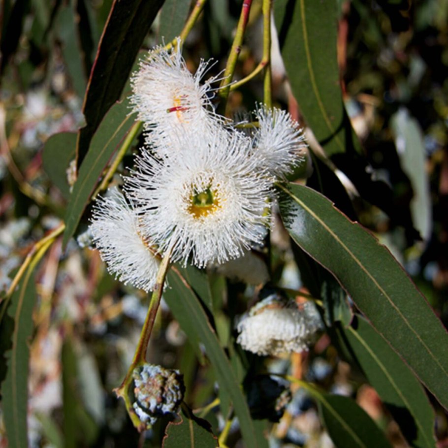 Эвкалипт мелколистный