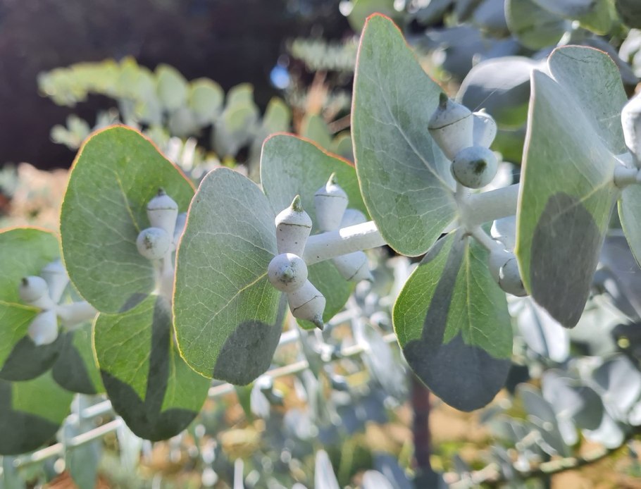 Eucalyptus pulverulenta