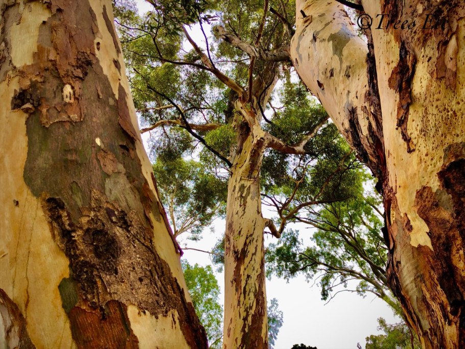Eucalyptus diversifolia
