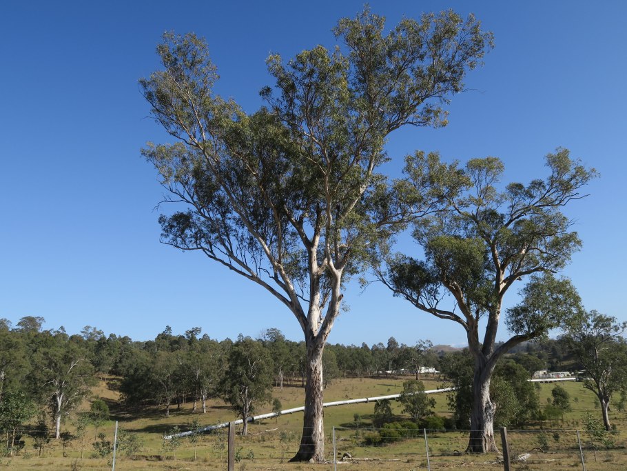 Эвкалипт Джинни