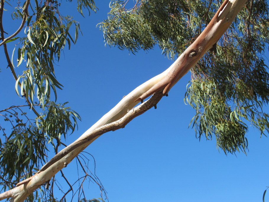 Эвкалипт Сильвер Израиль