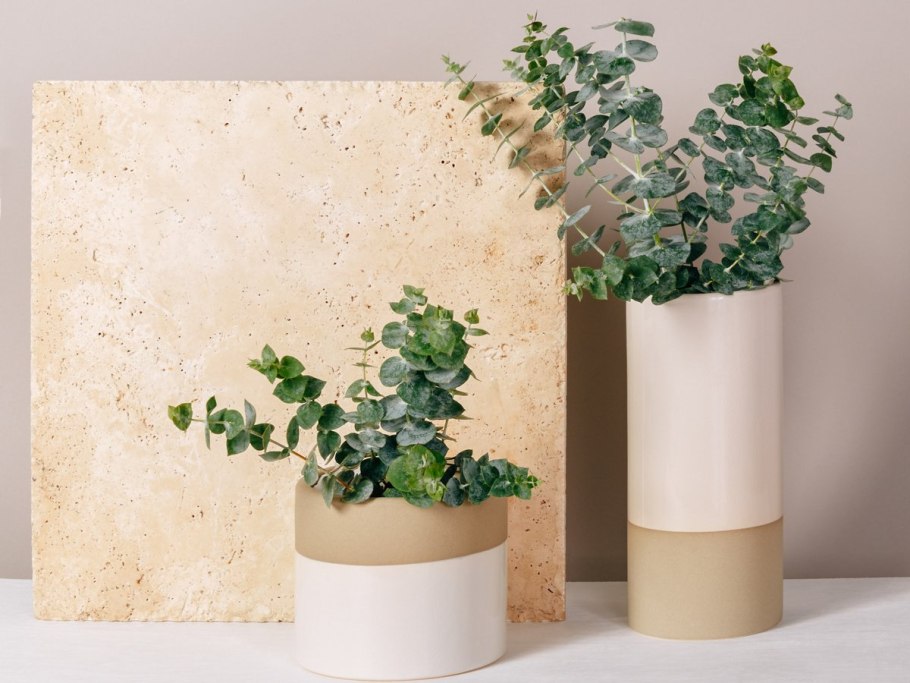 МУЧИБУРАХМОНИ эвкалипт