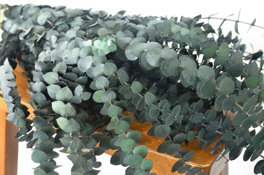 Королевский эвкалипт