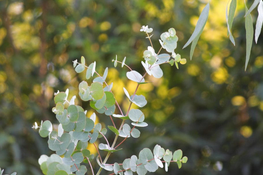 Эвкалипт Бриджесиана