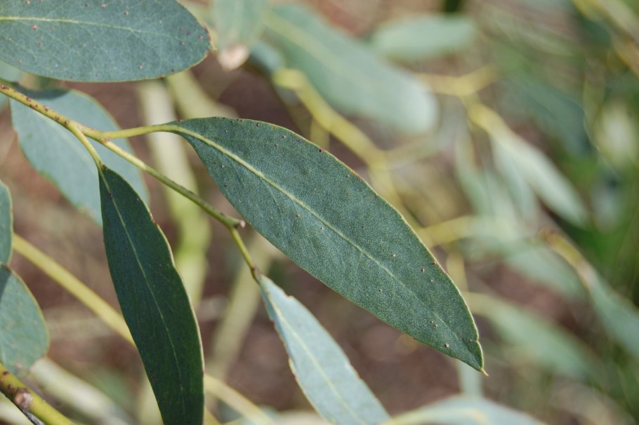 Эвкалипт ампельный