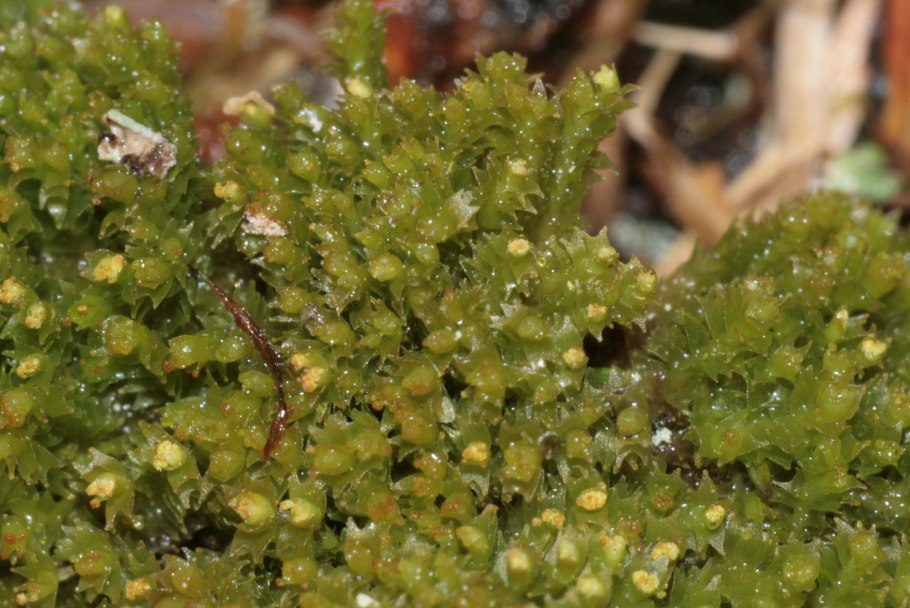 Jungermannia Atrovirens
