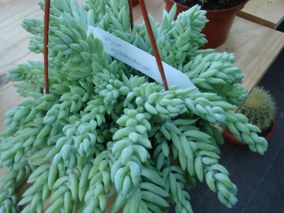 Суккулент Очиток Моргана