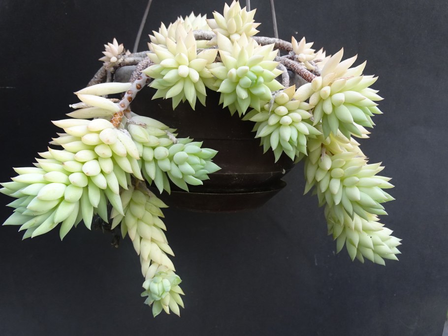 Суккулент седум Моргана