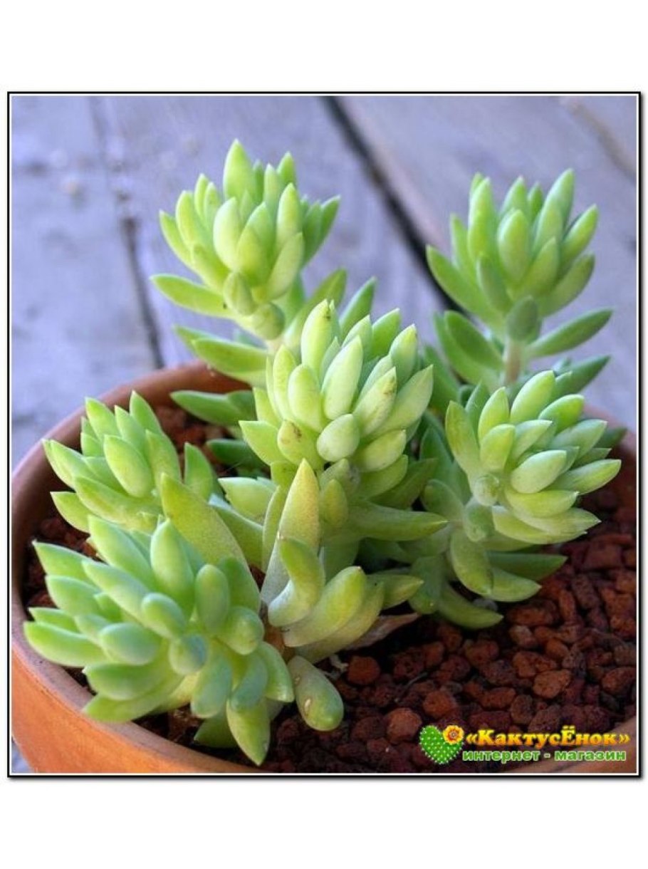 Седум Очиток буррито