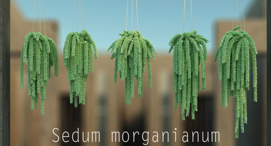 Крассула седум Моргана