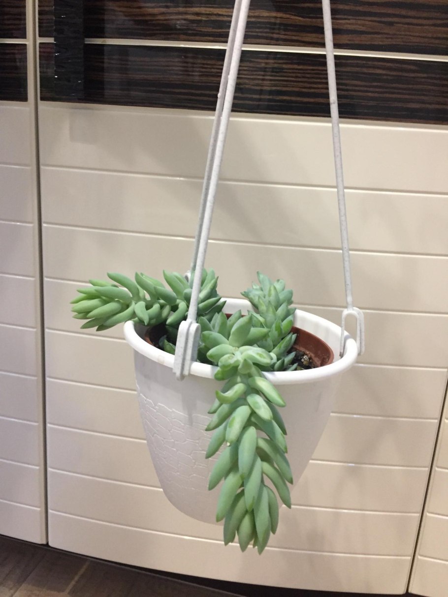 Седум Вайнберга