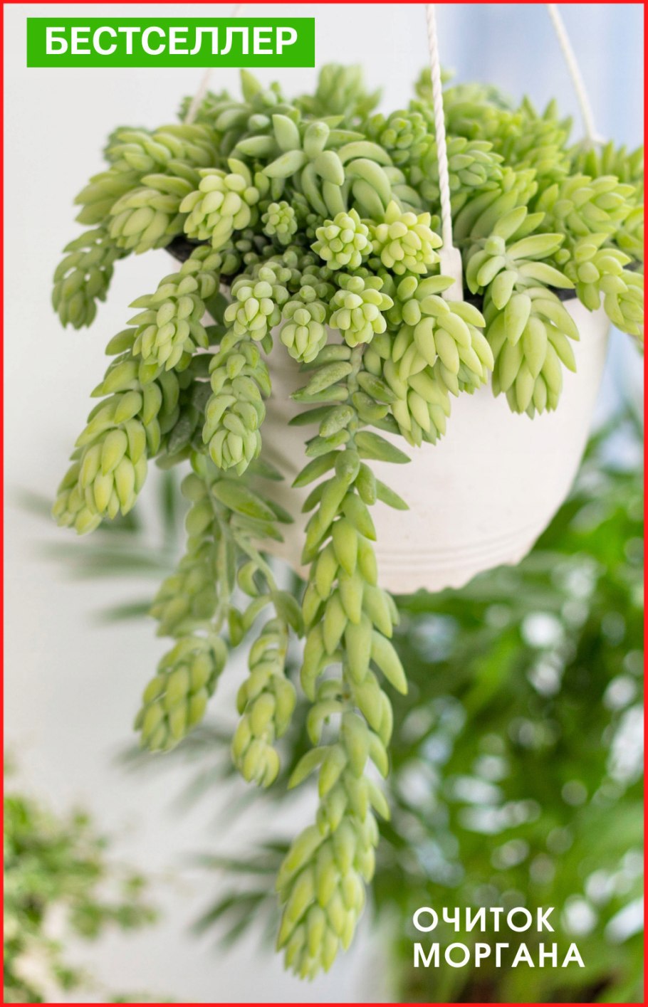 Очиток Моргана буритто