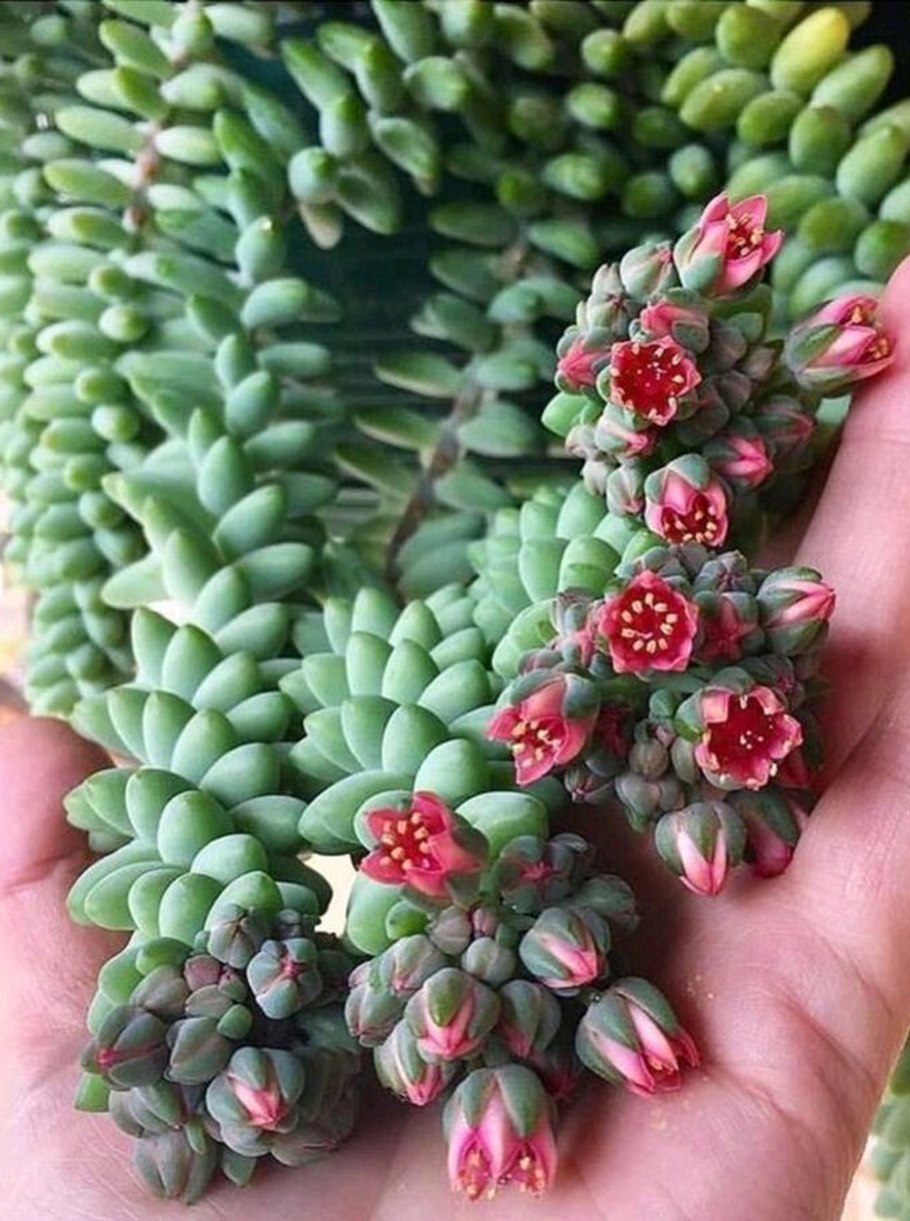 Очиток или седум Моргана