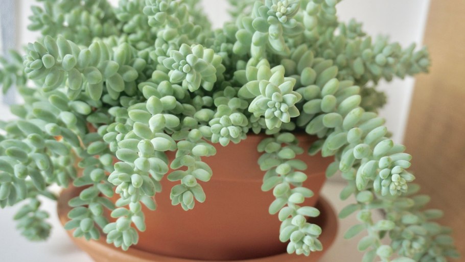 Очиток Моргана буритто