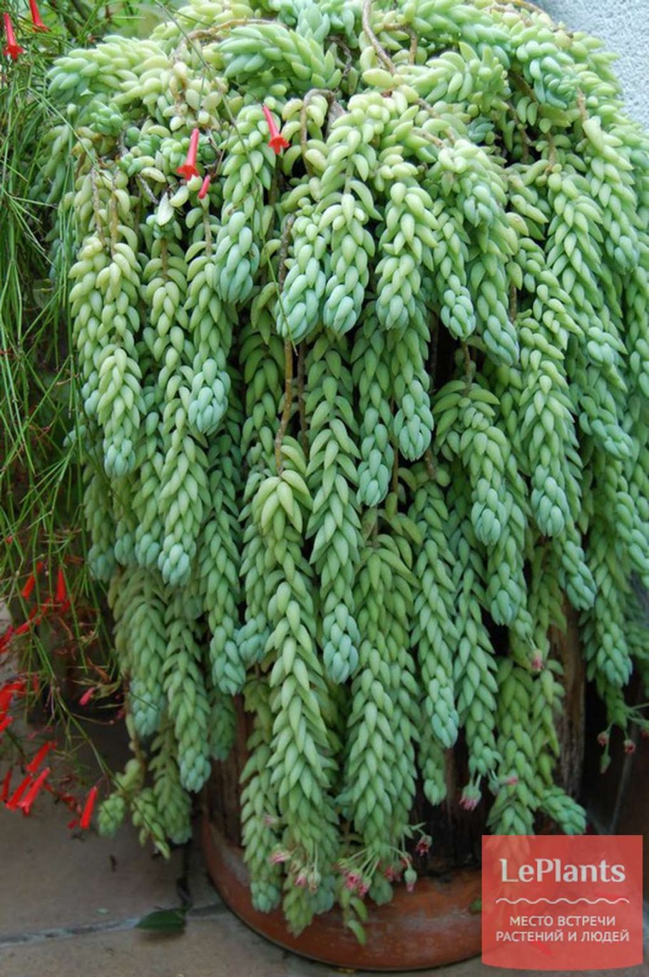 Очиток Моргана Sedum morganianum