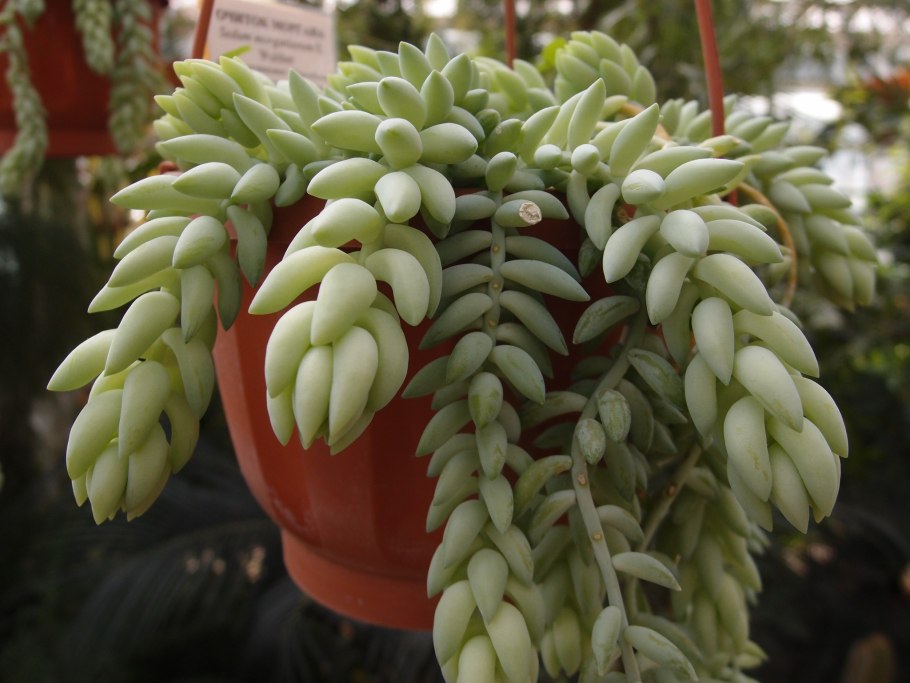 Цветок Очиток Моргана