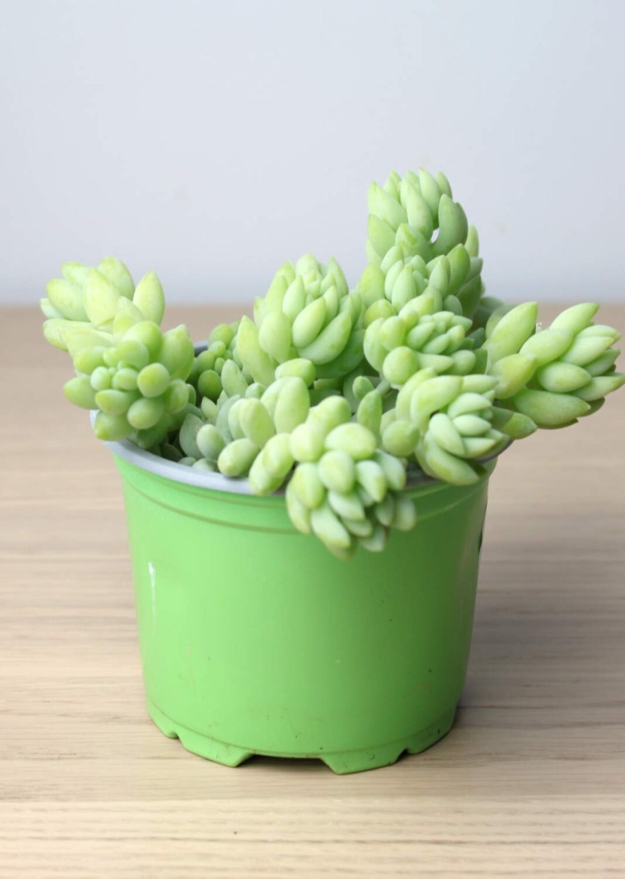 Седум буррито