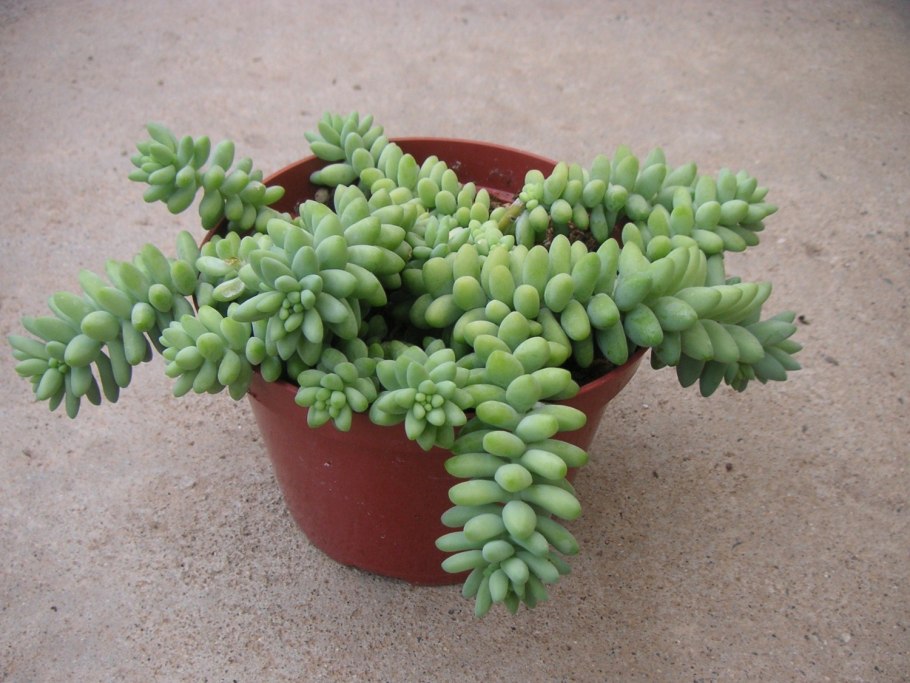 Очиток моргана буритто