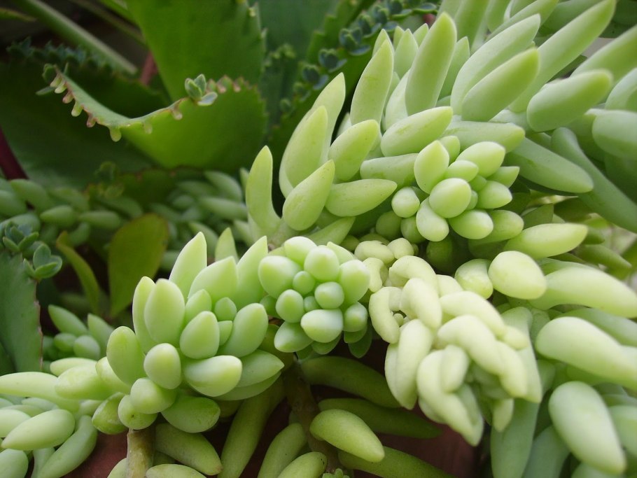 Суккулент sedum morganianum