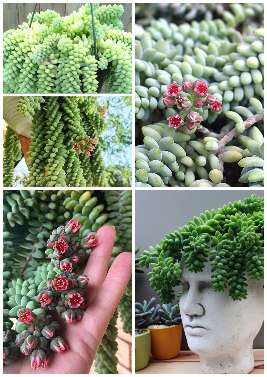 Очиток Моргана Sedum morganianum