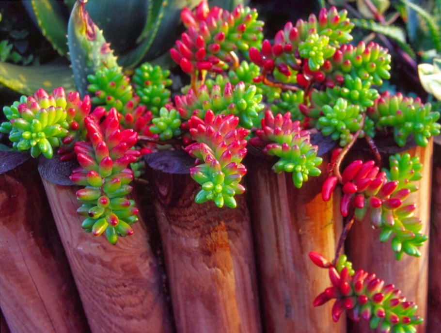 Седум Очиток Моргана