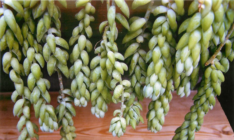 Седум Моргана