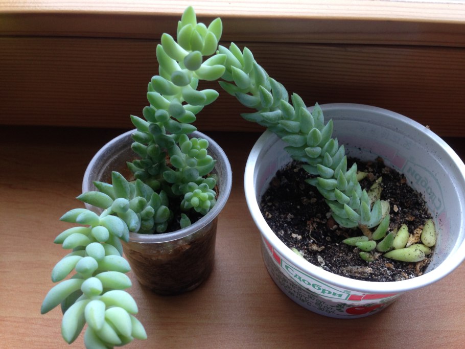 Суккулент Очиток Моргана