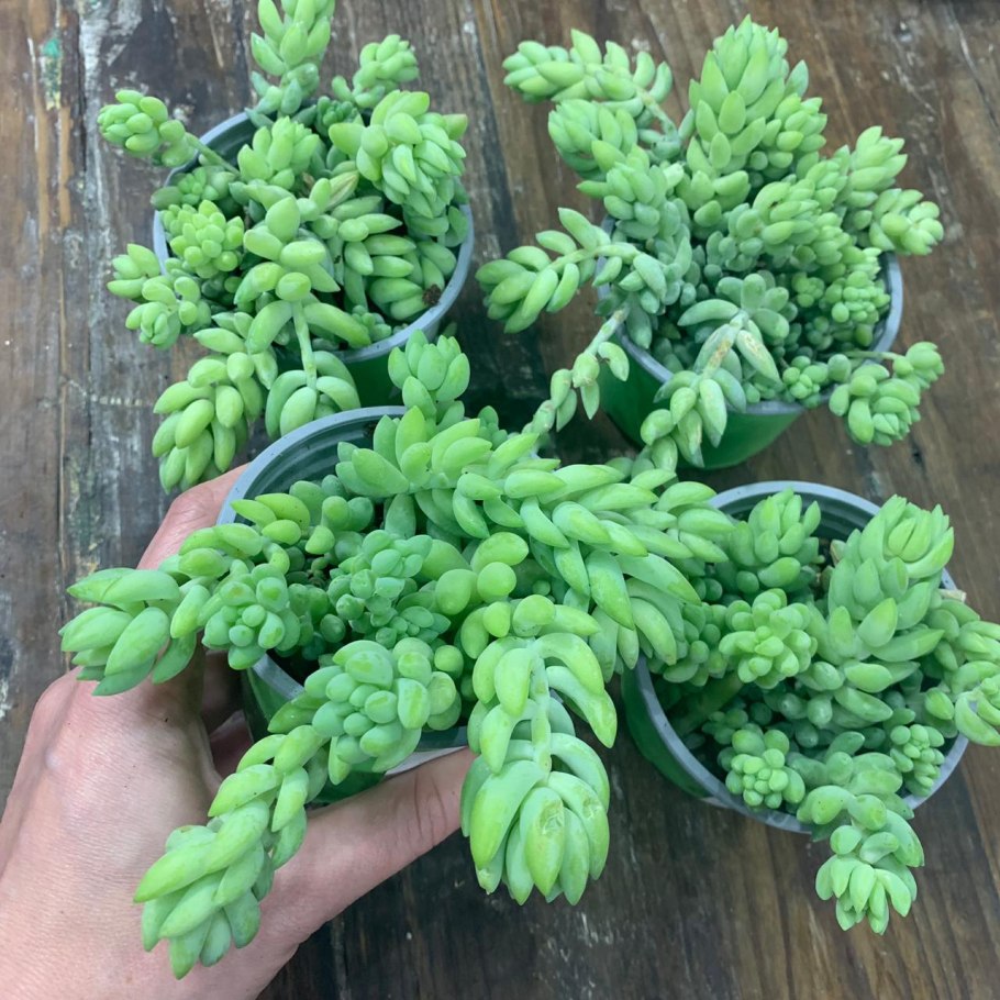 Седум Очиток Моргана