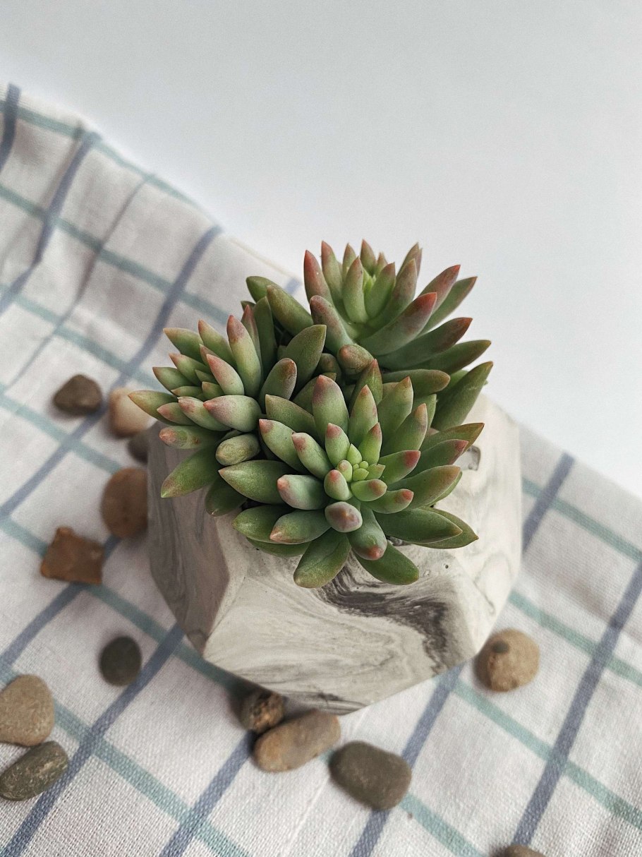 Седум Очиток Моргана