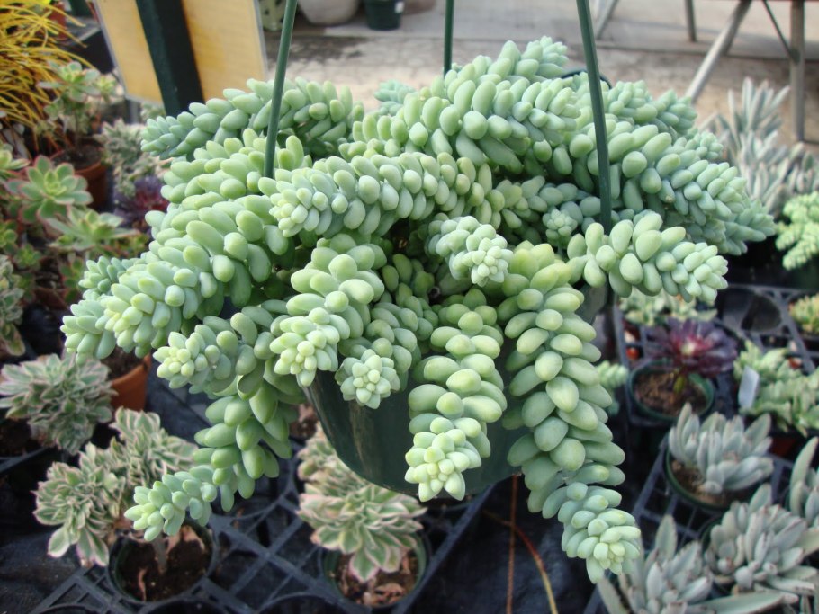 Седум Очиток Моргана