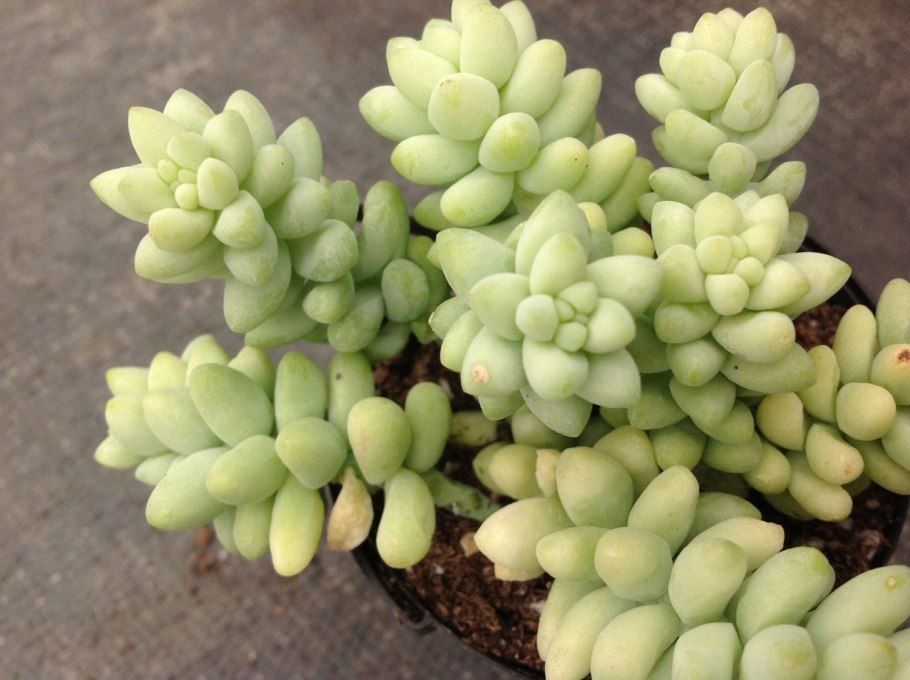 Седум Моргана Магнум