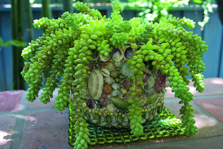 Цветок Очиток Моргана