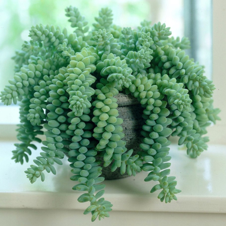 Donkey Tail Plant