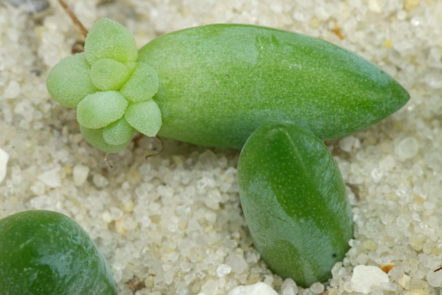 Очиток Моргана фото