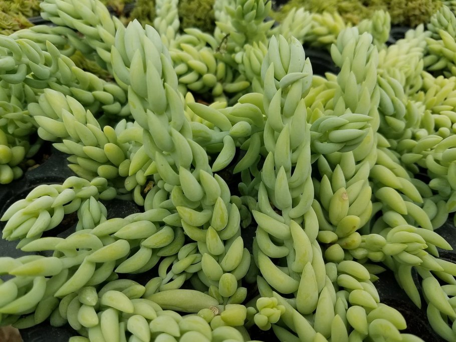Седум Моргана Sedum morganianum