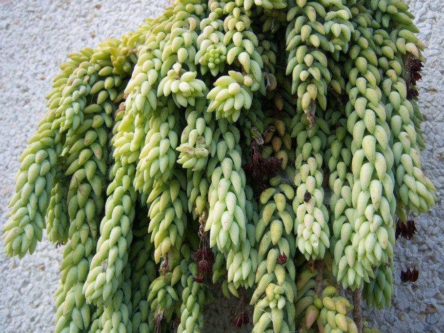 Суккулент Sedum morganianum