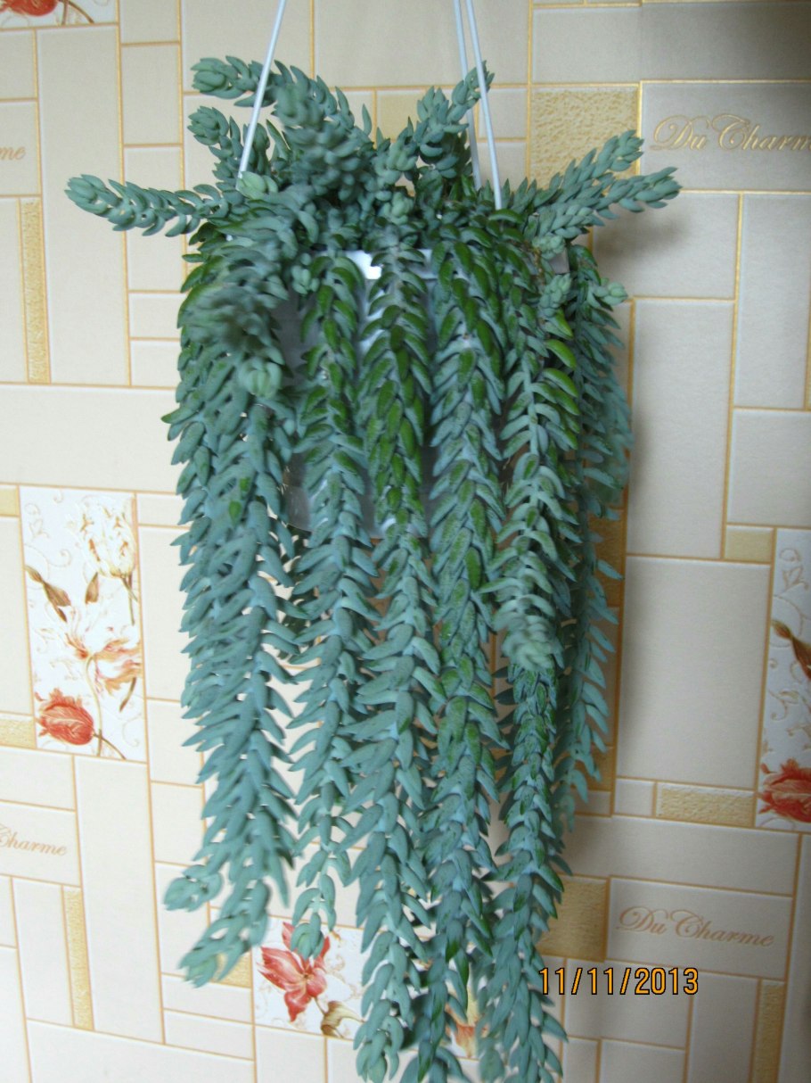 Седум буррито