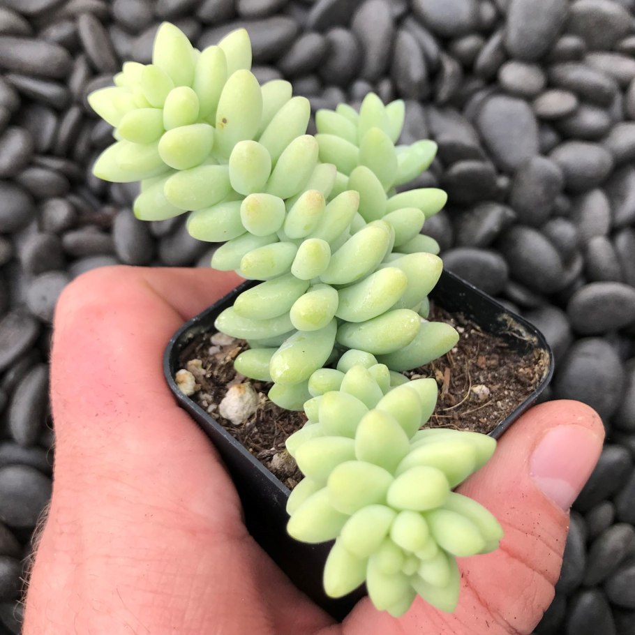 Sedum morganianum