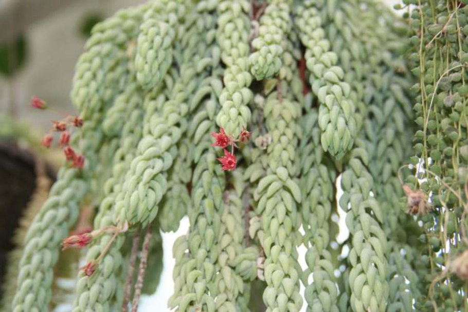 Седум Моргана