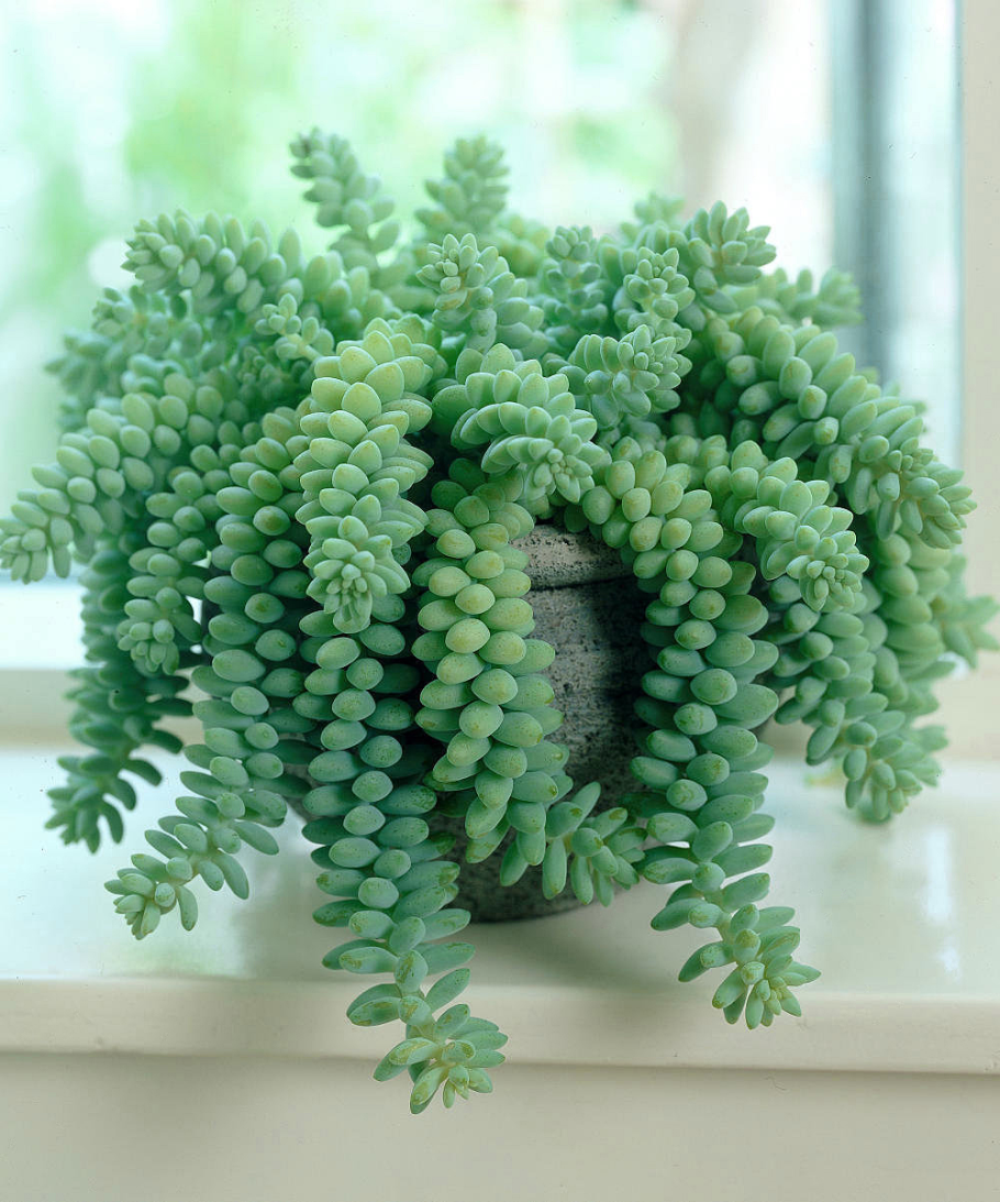 Суккулент Sedum morganianum