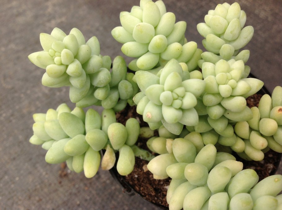 Очѝток Моргана – Sedum morganianum