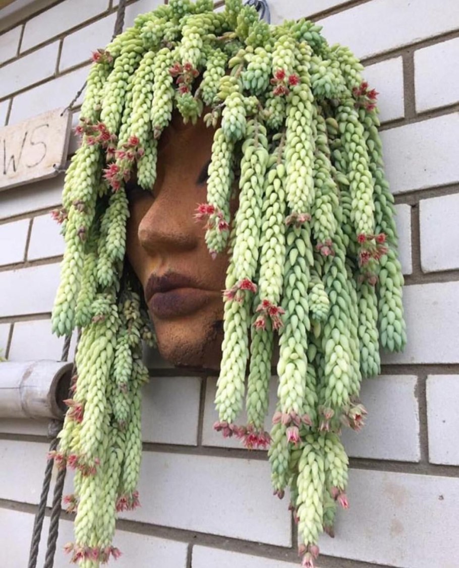 Суккулент очиток моргана