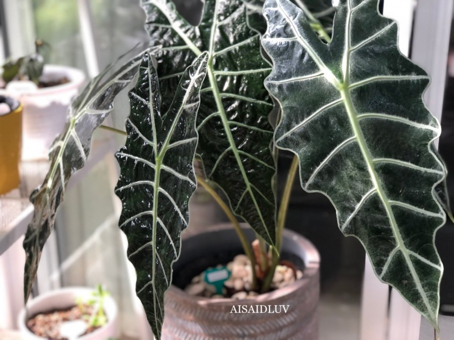 Алоказия Гагеана 120/21