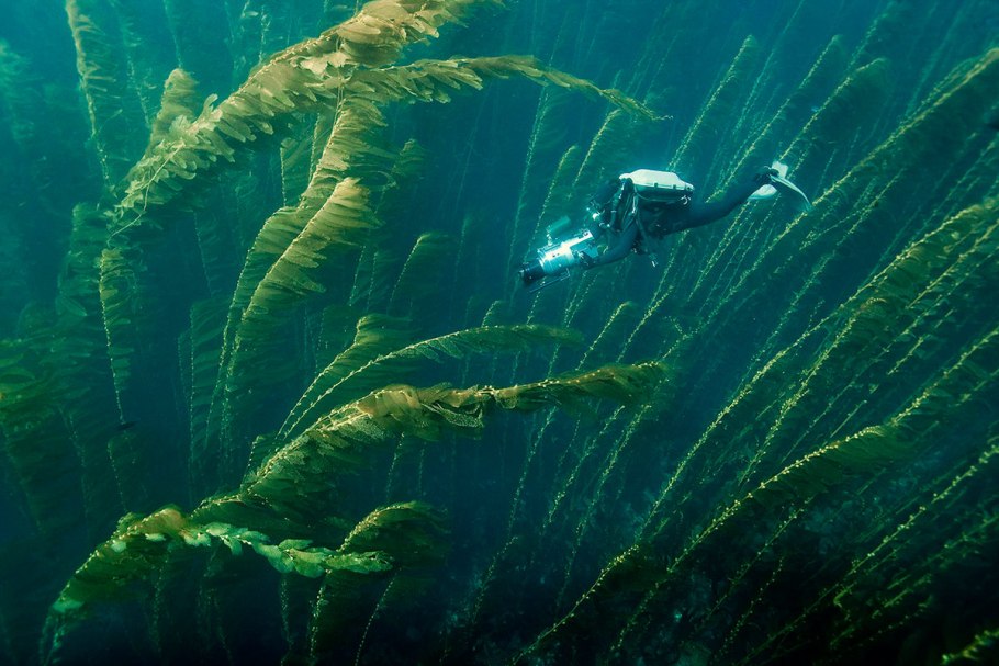 Ламинария макроцистис