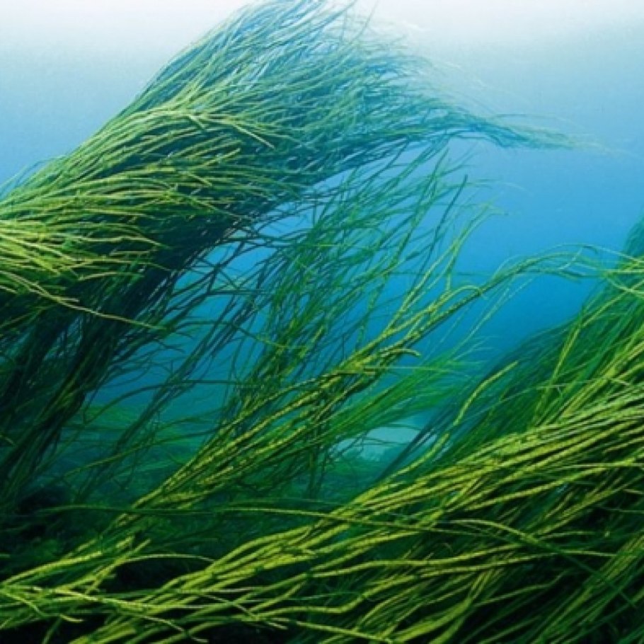 Водоросли ламинария
