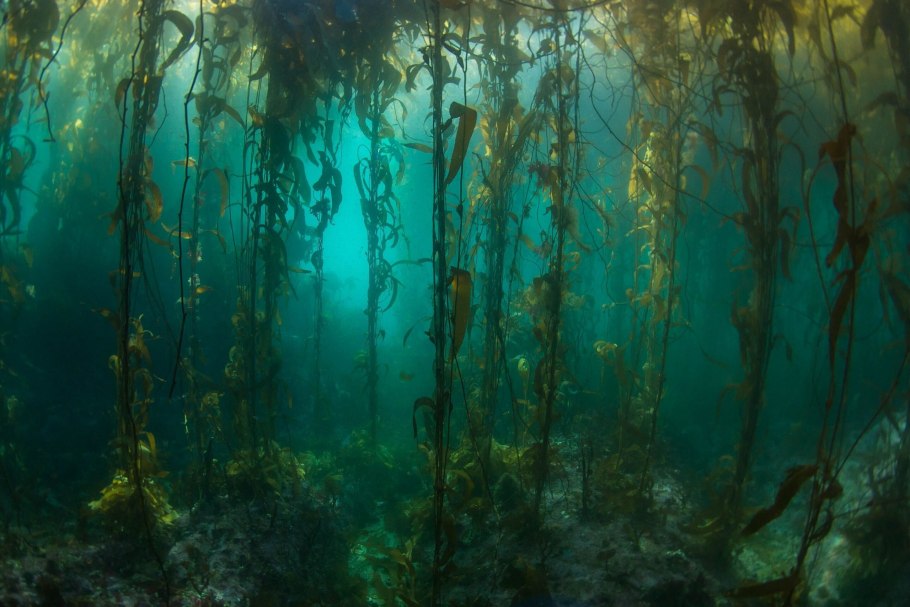 Подводный "лес"(Kelp Forest)