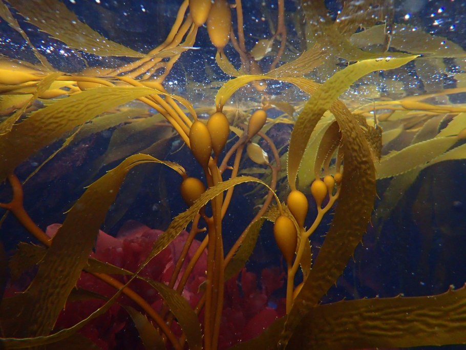 Посидония океаническая