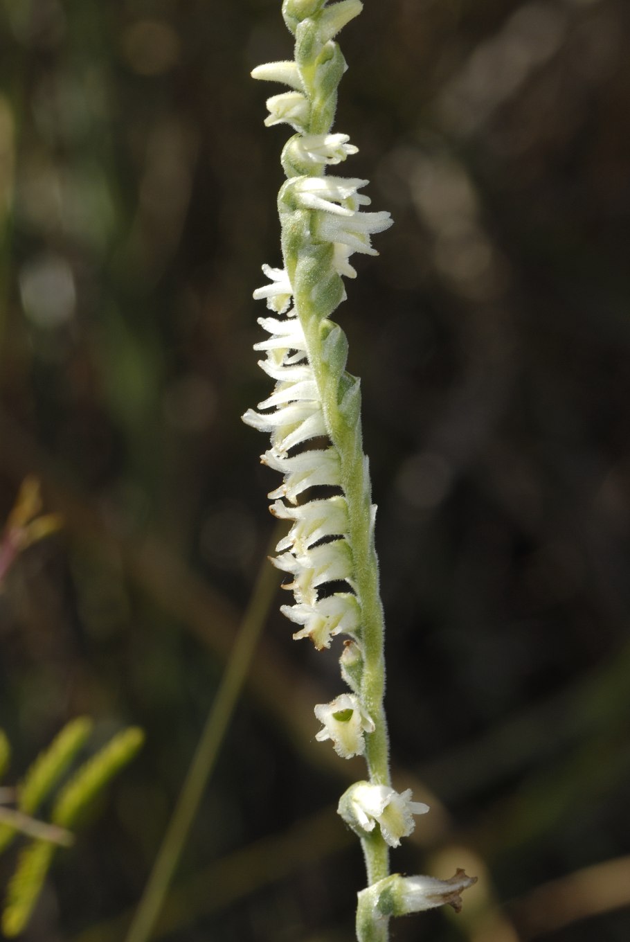 Spiranthes sinensis